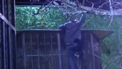 KULIĆKIN DEČKO POBEGAO IZ ZADRUGE! Nenadove tajne izašle na videlo, nije mogao da podnese, a ovo se desilo kad je preskočio ogradu! (VIDEO)