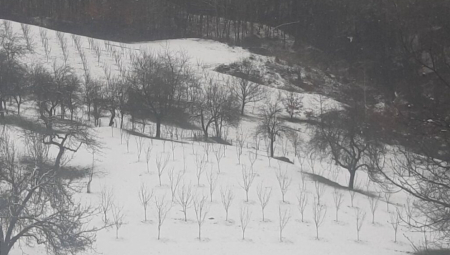 GLEDAMO U NEBO I STREPIMO Malinari strahuju da im niske temperature ne oberu crveno zlato pre vremena (FOTO)