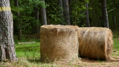 "Mlatiti praznu slamu": Svi su čuli za ovaj izraz, ali da li znate kako je nastao i šta znači?