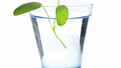 PROTIV UPALA Rakija od žalfije bolja od antibiotika