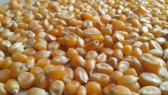 NISMO ZNALI DA SU KOKICE OVOLIKO ZDRAVE Četiri razloga zbog kojih ćete ih jesti svaki dan