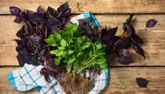 JESEN JE UVELIKO TU, PRETE NAM URINARNE INFEKCIJE Pogledajte recept za čaj protiv ešerihije koli, star čak 60 godina