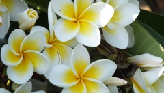 LITAR ULJA OVOG CVETA KOŠTA KAO STAN Simbol braka i porodice, obavezno nabavite bar jednu saksiju