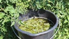 POTREBNA SU VAM SAMO 2 SASTOJKA Napravite domaće đubrivo od koga biljke rastu kao lude