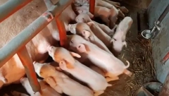 DOMAĆIN NIJE MOGAO DA VERUJE Krmača oprasila 29 prasića (VIDEO)