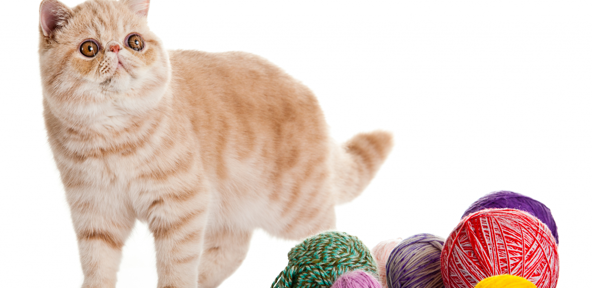 EGZOTE SU NOVIJA RASA MAČAKA Ovo su umiljate mace koje vole da se igraju