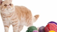 EGZOTE SU NOVIJA RASA MAČAKA Ovo su umiljate mace koje vole da se igraju