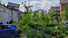 OBRUŠILO SE DRVO NA DORĆOLU Ulica Carigradska potpuno zakrčena