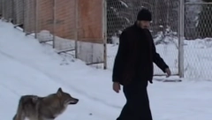 KAKO JE MONAH IZ MANASTIRA KOVILJ PRIPITOMIO VUKA "Alfa i ja svakog dana šetamo šumom, potpuno sami, a njena ljubav me održava"
