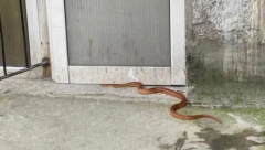 ZMIJA U CENTRU BEOGRADA Evo šta treba da uradite ako se i vi nađete oči u oči sa njom (VIDEO)