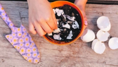 ISKORISTITE LJUSKU OD JAJETA NA OVAJ NAČIN Mrvljena ljuska je čudo za biljke