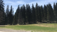 NADINO IMANJE KOŠTA 5.500 EVRA, A GLEDA NA MISTIČNU PLANINU: Nudi i zamenu za polovan automobil! (FOTO)