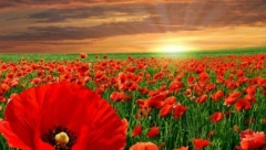 HOROSKOP ZA SUBOTU, 30. APRIL Vage čuvajte se manipulacija i spletki, Lavovi partner sumnja u vašu odanost, Ribe pazite se povreda