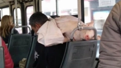 BOŽE SAKLONI! Kada je ušao u autobus 707 Beograđani su počeli da se krste, a i vi ćete