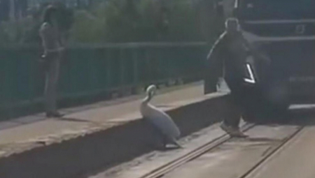 LABUD BLOKIRAO ŽELEZNIČKI MOST Zastao je da se odmori i to je izazvalo zastoj u saobraćaju (VIDEO)