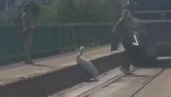 LABUD BLOKIRAO ŽELEZNIČKI MOST Zastao je da se odmori i to je izazvalo zastoj u saobraćaju (VIDEO)