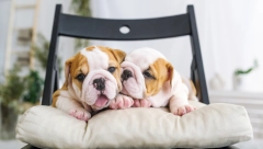 BOLESNIJI SU OD DRUGIH RASA Uzgajanje ovih pasa uskoro bi moglo biti zabranjeno