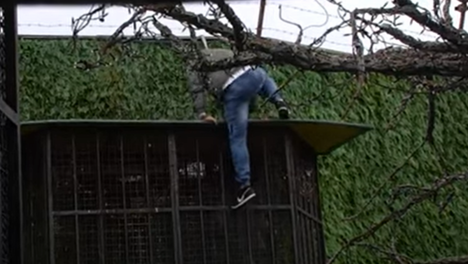 BEBICA POBEGAO IZ ZADRUGE Nakon što je Miljana otkrila pravu istinu, Nenad preskočio ogradu i napustio Belu kucu (VIDEO)