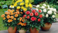 Od ovog ekspres đubriva će vaše biljke rasti kao iz vode: Ništa ne košta, a bolje "radi" nego veštačka prihrana