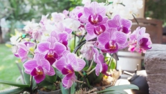 ORHIDEJE ĆE VAM CVETATI DUŽE Ukoliko ih zalivate zelenim čajem