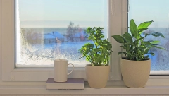 AKO ŽELITE DA KUPITE BILJKU, NA OVE DVE ZABORAVITE: Prilvače bedu i nesreću i nikako nisu dobre za dom