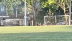 RAT "DELIJA" I "GROBARA" Pojavio se novi snimak jezive tuče: Sevaju udarci, lete baklje, a onda kreće stampedo (VIDEO)