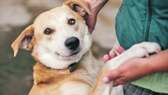 ZAŠTO PAS LIŽE ŠAPU? Obratite pažnju može da bude ozbiljno