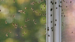 ZAUVEK SE REŠITE MUVA: Probajte ovo rešenje zbog kog se više neće vraćati