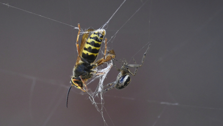 KADA VAS UBODE STRŠLJEN: Ovo je prvo što morate da uradite da biste izbegli alergijsku reakciju i spasili sebi život