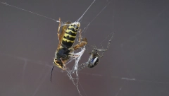 PANIKA U SOMBORU, NAJEZDA OPASNIH DŽIN-INSEKATA Liče na stršljena, evo šta su i kako se zovu (VIDEO)