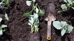 BAŠ U VREME KADA SE KRIZA TROŠKOVA ŽIVOTA POGORŠAVA U Britaniji trune voće i povrće vredno desetine miliona funti!