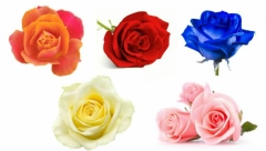 IZABERITE RUŽU SA SLIKE Test koji otkriva kada će vam se ostvariti želja