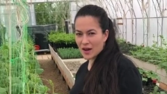 IMAM TIKVE I ČAROBNI PASULJ Marija Petronijević pokazala svoj plastenik i otkrila šta sve uzgaja (FOTO)