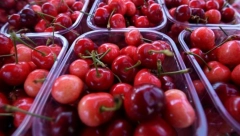 KOŠTAJU KAO SUVO ZLATO Paprene cene trešanja na beogradskim pijacama