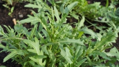 NAJZDRAVIJA SALATA NA PLANETI SLIČNA JE MASLAČKU Puna je minerala i vitamina, smanjuje rizik od teških bolesti