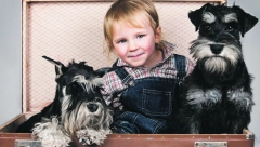 MINIJATURNI ŠNAUCER Ovo je pas koji obožava decu