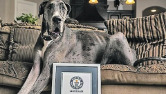 OVO JE NOVI REKORD DOGE ZEVSA Najviši je živi pas na svetu