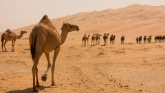 DA LI NAM PRETI "KAMILJI GRIP"? Doktorka iz "Batuta" upozorava šta nikako ne smete da radite ukoliko putujete na Bliski Istok