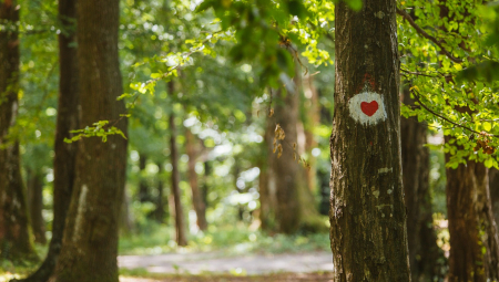 GUBIMO BOGATSTVO! Nestaju poslednje divlje orhideje sa Fruške gore zbog ljudske pohlepe