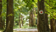 GUBIMO BOGATSTVO! Nestaju poslednje divlje orhideje sa Fruške gore zbog ljudske pohlepe