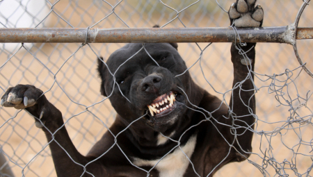 OVO JE NAJOPASNIJA RASA PASA NA SVETU Srbi ih drže u stanu, a u nekim zemljama su zabranjeni