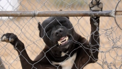 OVO JE NAJOPASNIJA RASA PASA NA SVETU Srbi ih drže u stanu, a u nekim zemljama su zabranjeni