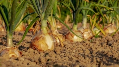 ČUDO KOD VUKOVARA! U baštama im nestajali luk i krompir, mislili su da su krtice, a onda se pojavila životinja koja je izumrla!
