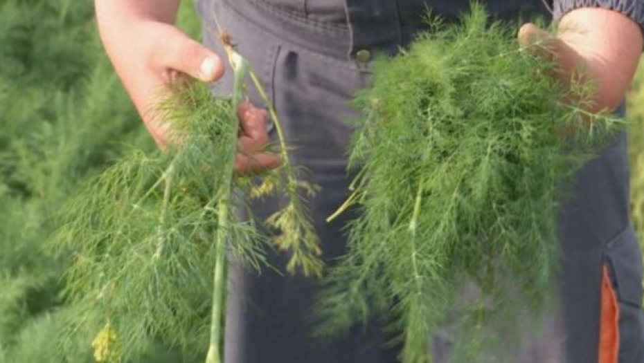 RUSI JE KORISTE VEKOVIMA Aromatična biljka čuva zdravlje do duboke starosti