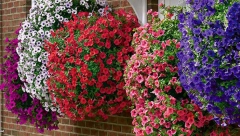 JEDNA STVAR PRAVI RAZLIKU Uz ovaj trik petunije će se pretvoriti u prave cvetne slapove