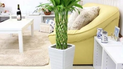 STAVITE TRI ILI DEVET STABLJIKA Ako želite da vam bambus donese sreću, postavite ga na ovo mesto i nigde više