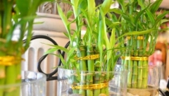 BAMBUS JE SIMBOL SREĆE I DUGOVEČNOSTI Ima moćnu energiju - stavite ga na ovo mesto u domu