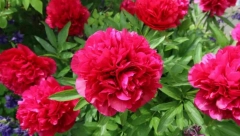 VERUJE SE DA DONOSI SREĆU ONOM KO GA ZASADI Božur štiti kuću od zla i isceljuje od ovih bolesti