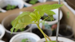 NAJOTROVNIJU BILJKU SRBI UZGAJAJU U DOMAĆINSTVIMA: Udisanje vazduha u blizini nje dovodi do trovanja, a u kontaktu s kožom razara tkiva u telu