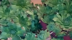 PRE DORUČKA POJEDITE LIST ČUVARKUĆE: Evo šta se dešava u telu, promena je neverovatna